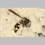 Eumenes sp - Pillenwespe 04b beim Lehm-holen im Garten.jpg